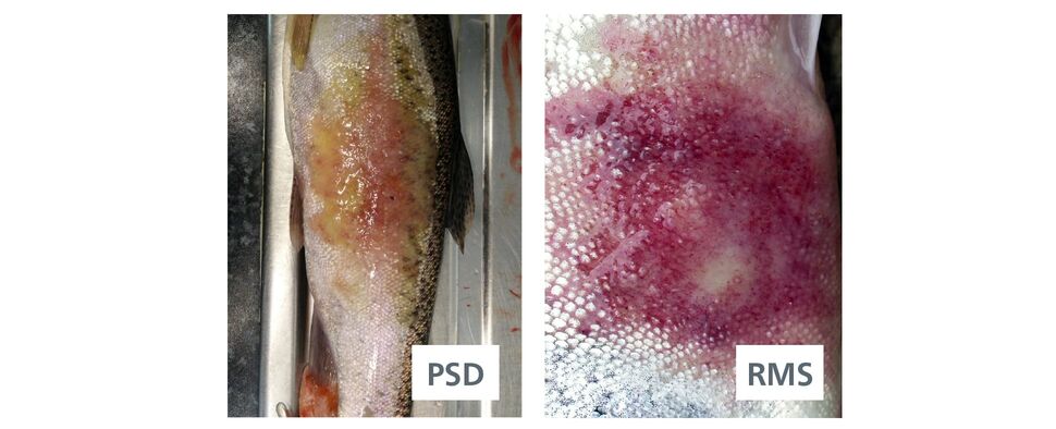 Red Mark Syndrome and Puffy Skin Disease