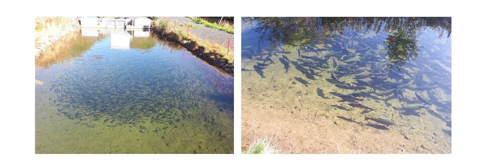 Hoghill Trout Farm In Dumfries