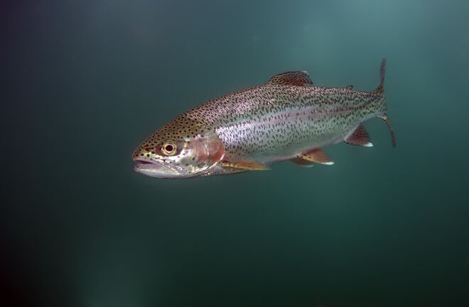 Trout Digestion in Cold Water