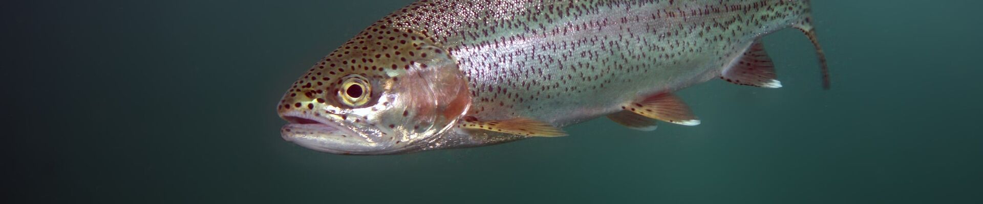 Trout Digestion in Cold Water