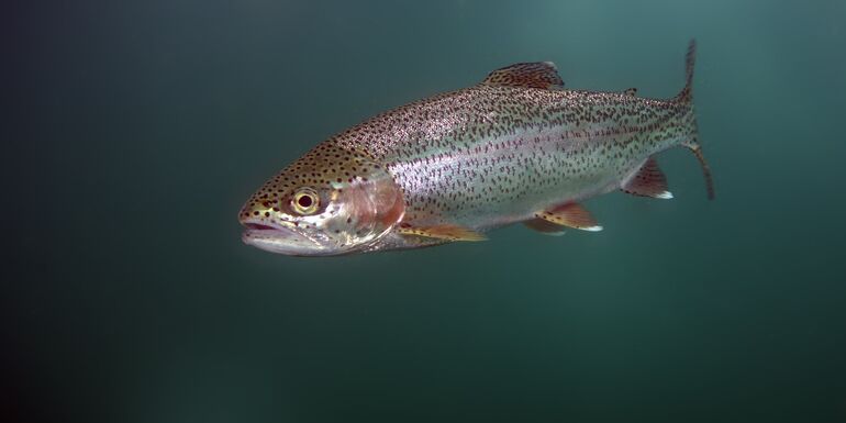 Trout Digestion in Cold Water