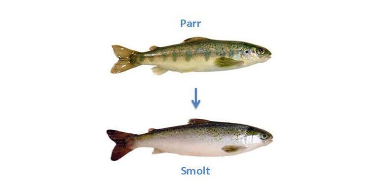 Parr And Smolt