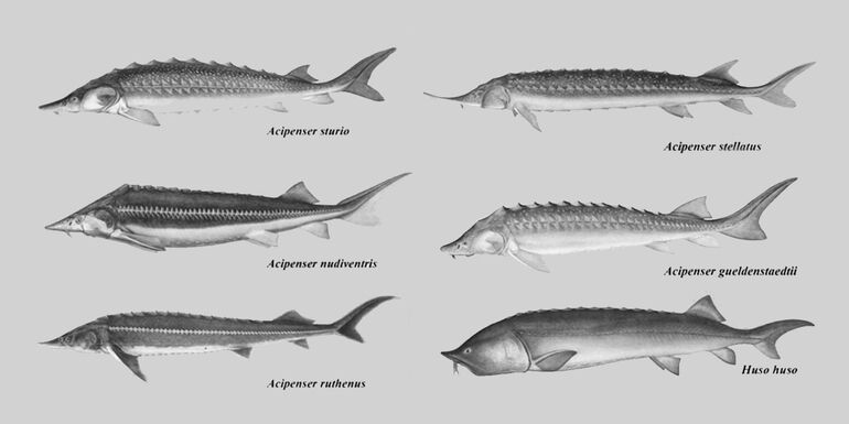 Well Known Sturgeon Types