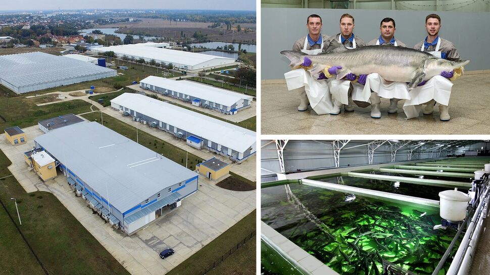 Aquatir Sturgeon Ras Farm Moldova