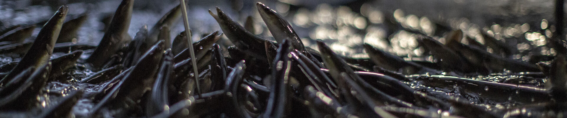 Eel Farm 070