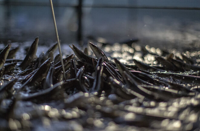 Eel Farm 070