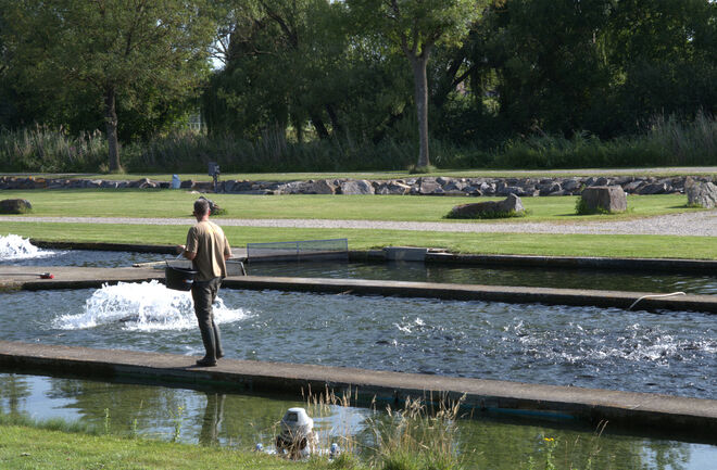 Trout farm