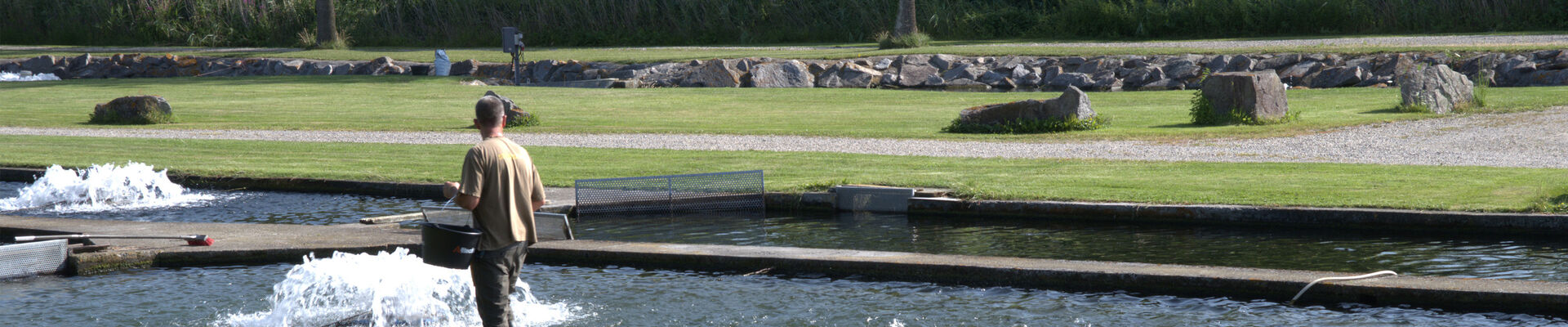 Trout farm