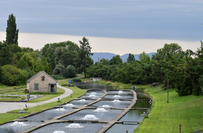 DSC 5454