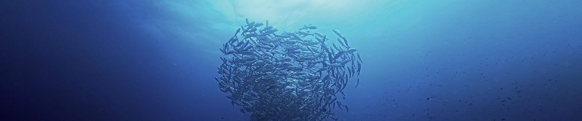 AC Po P FISH WEBSITE BANNER 4