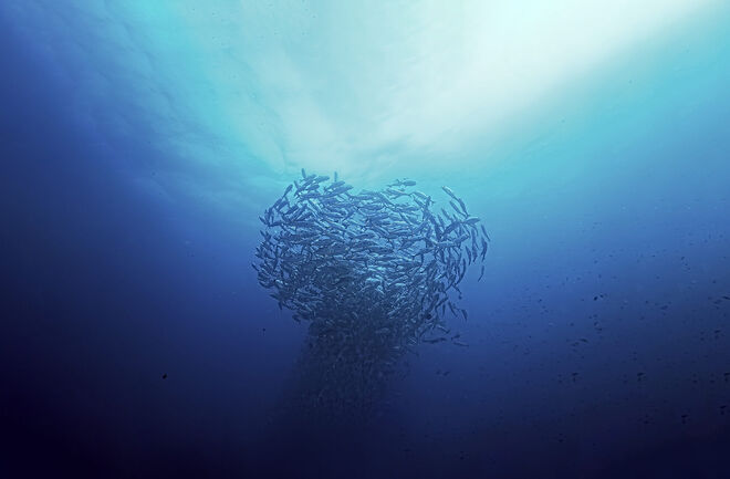 AC Po P FISH WEBSITE BANNER 4