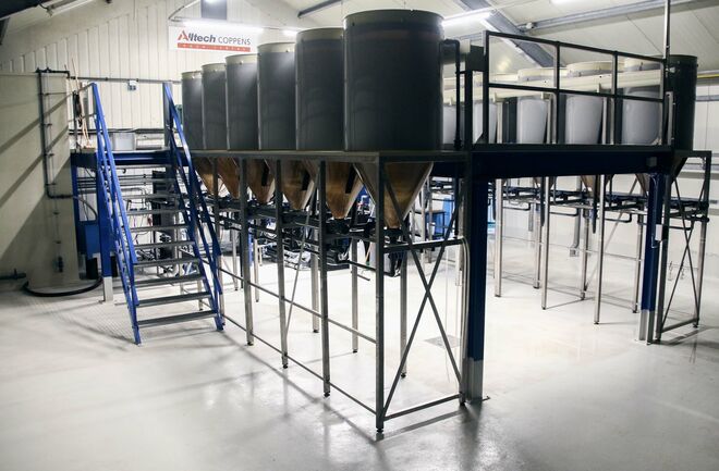 Guelph system ACAC