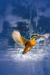 Kingfisher