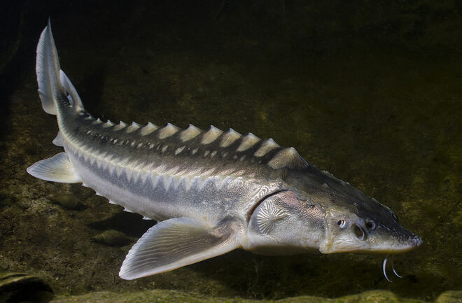 Sturgeon Acipenseridae 2