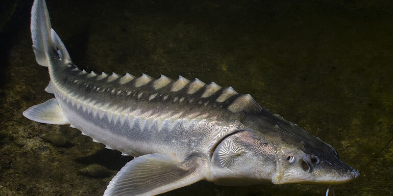 Sturgeon Acipenseridae 2