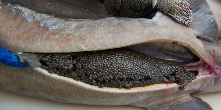 Sturgeon caviar harvest 2