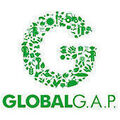 GLOBAL logo web