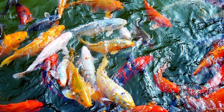 using insect for koi feed