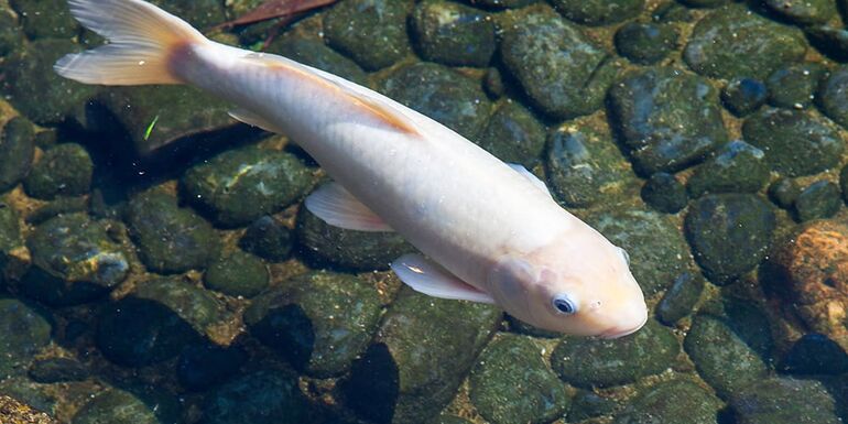 Koi feeds using insect meal