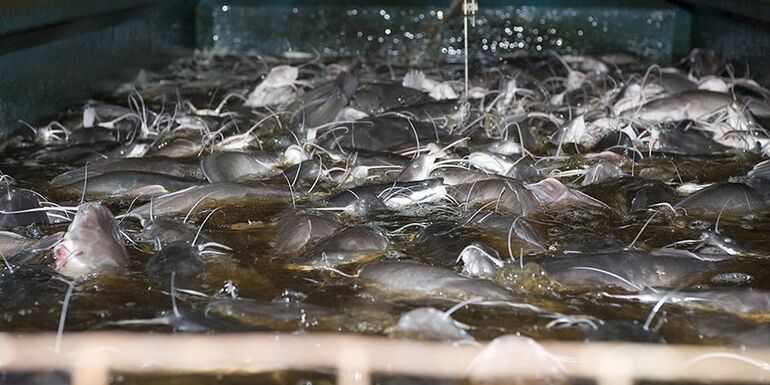 African catfish in the netherlands