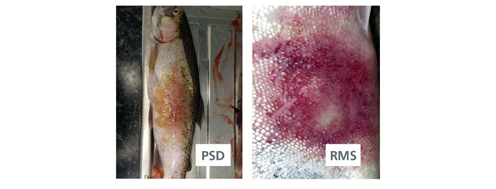 Trout Rising Above Challenges In The Uk Psd Rms