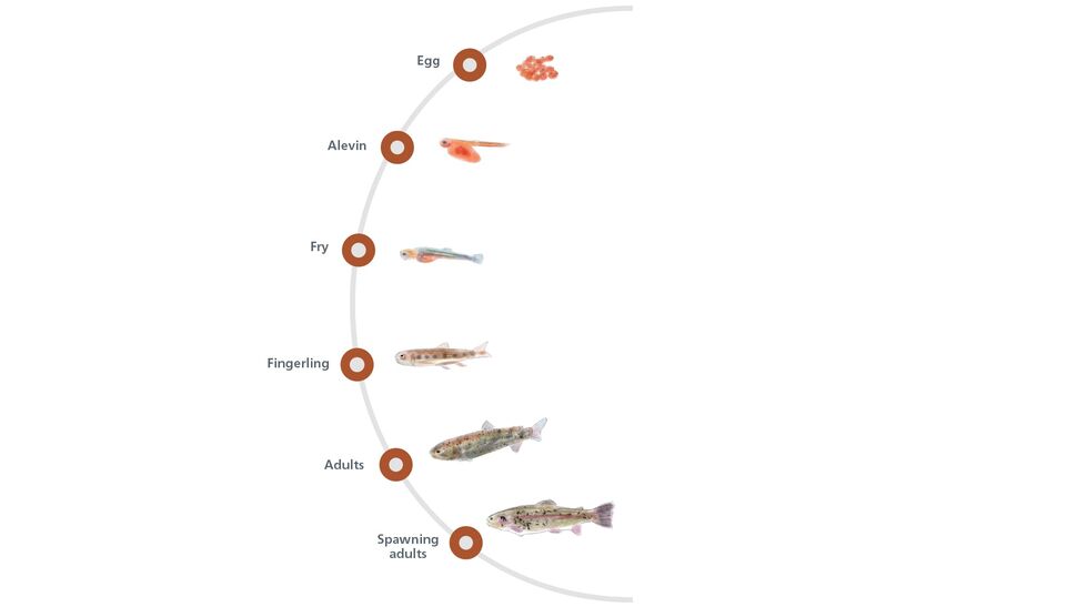 Trout Rising Above Challenges In The Uk Life Cycle
