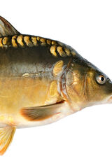 Download Carp