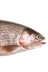 Download Trout