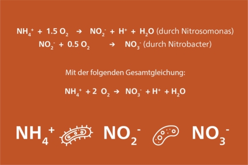 Nitrification-DE.jpg?mtime=20210423120046#asset:11785:blockImageSm
