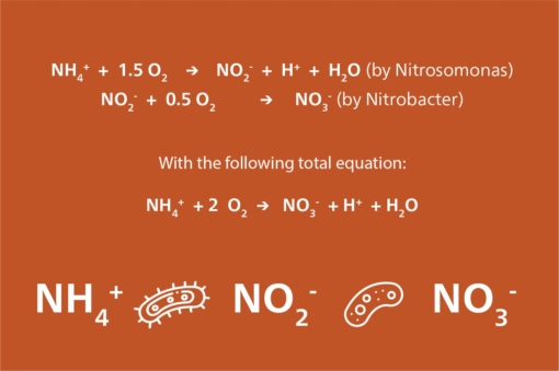 Nitrification-EN.jpg?mtime=20210423112255#asset:11783:blockImageSm