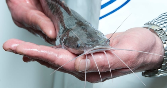 Catfish