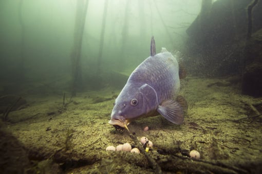 Carp-under-water.jpg?mtime=20210506160614#asset:11952:blockImageSm Carp-under-water.jpg?mtime=20210506160614#asset:11952:blockImageSm
